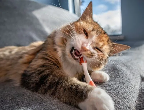 How Can I Keep My Pet’s Teeth Healthy Without a Daily Toothbrush Battle?