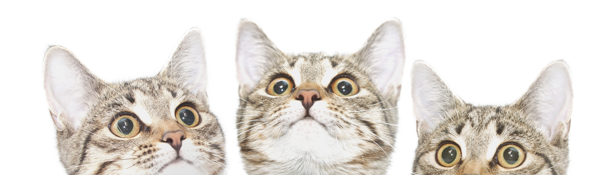 Pet dental health FAQ section graphic for Star of Texas Veterinary Hospital Austin TX
