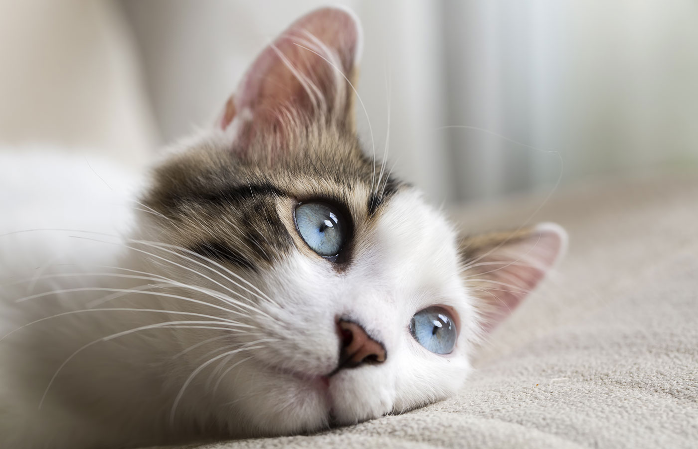 Blue eyed Cat
