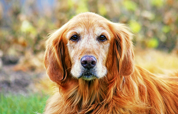 Veterinary endocrinology services for pets managing hormonal conditions at Star of Texas Vet Austin