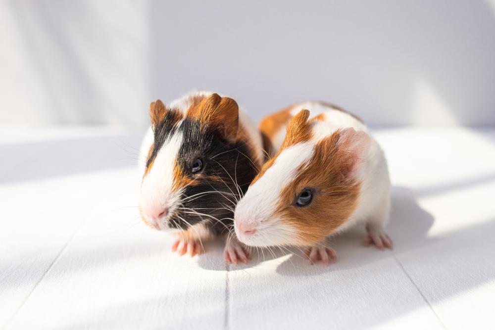 Exotic pets