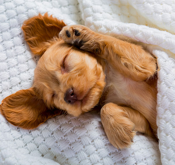 Fear Free Certified Practice designation at Star of Texas Veterinary Hospital Austin TX