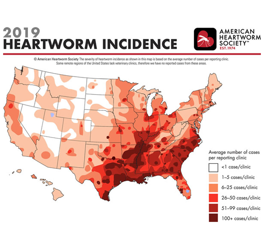 Heartworm disease prevention and treatment information for dogs — Star of Texas Veterinary Hospital