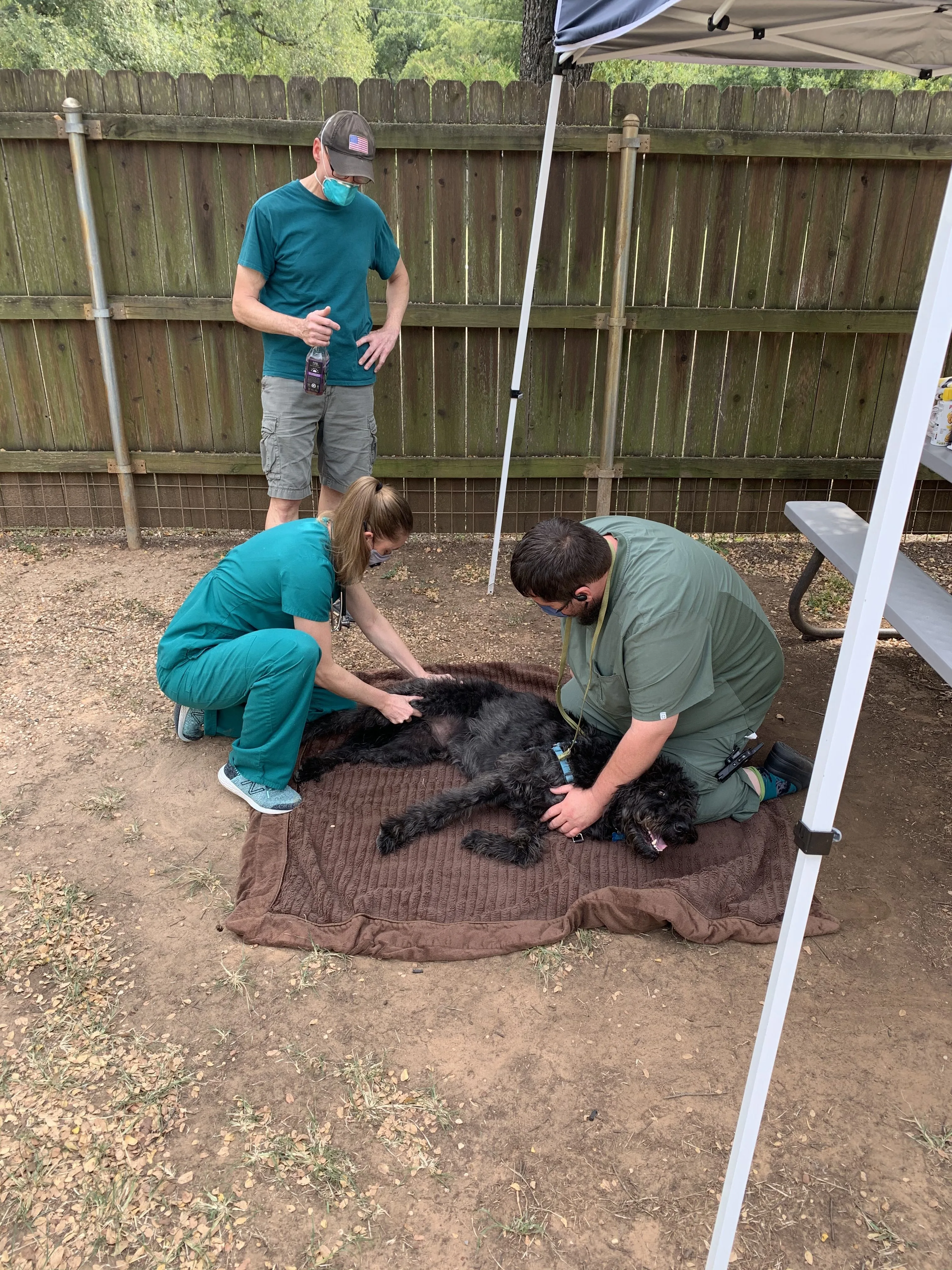 Veterinary team member providing pet care at Star of Texas Veterinary Hospital in Austin, TX