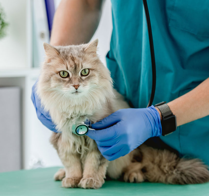 Kitten-Education-Intestinal-Parasites Kitten receiving veterinary care for intestinal parasites at Star of Texas Veterinary Hospital Austin TX