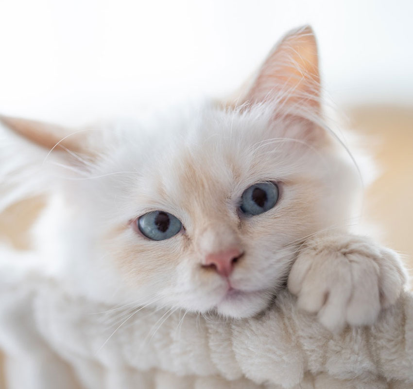 Young kitten during a veterinary visit — kitten care and vaccination education in Austin TX