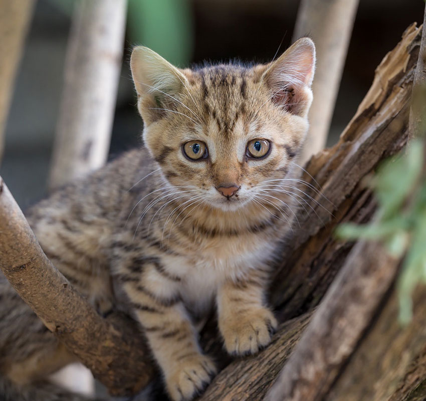 Kitten playing or exploring — kitten education and preventive care tips from Austin TX veterinarians