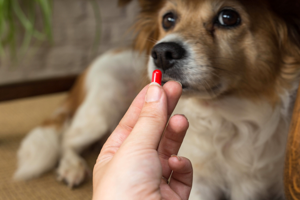 Medication pill for dogs or cats, symbolizing veterinary prescription treatment
