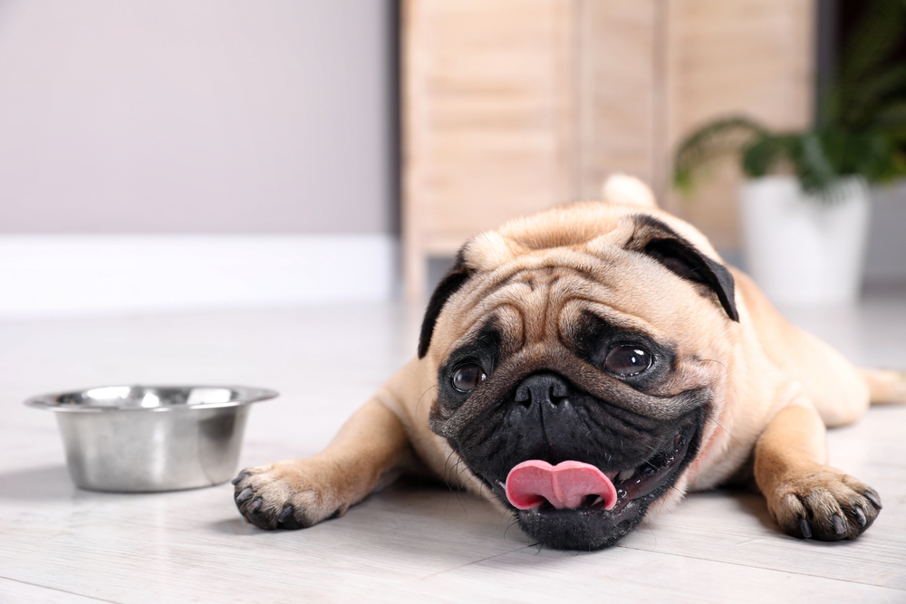 A happy fawn pug lies flat on its stomach on a light-colored floor next to an empty stainless steel pet food bowl, panting with its tongue out.