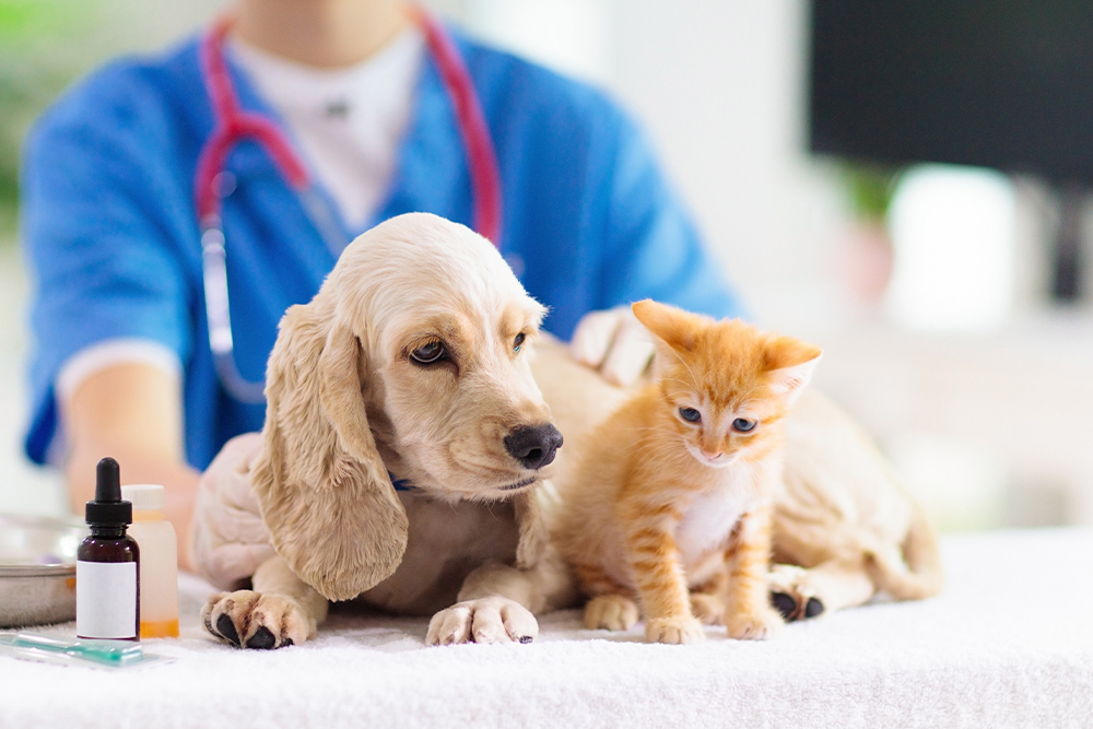 A cream-colored Cocker Spaniel puppy and a small orange tabby kitten sit on a white examination table, with a blurred veterinarian in blue scrubs and a red stethoscope in the background.