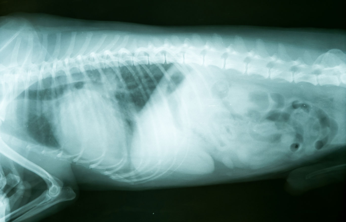 Xray of dog