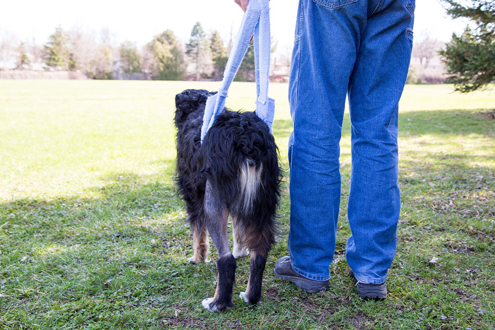 Veterinary team providing supportive care steps for a recovering pet dog.
