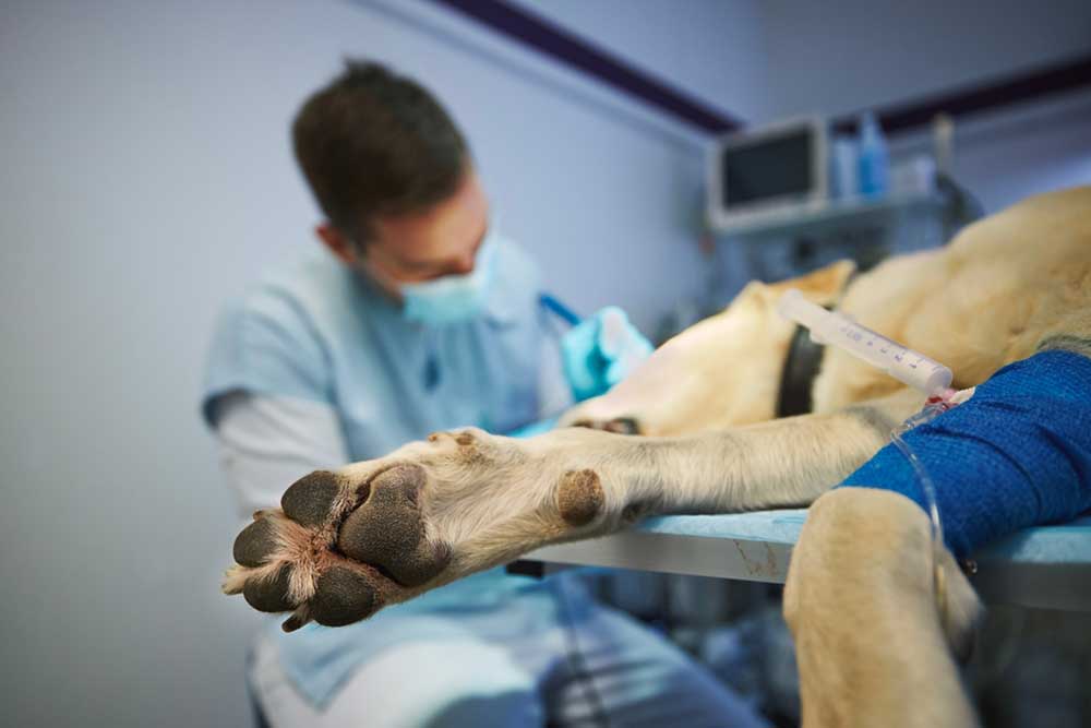Veterinarian providing surgical care to a dog during a procedure.