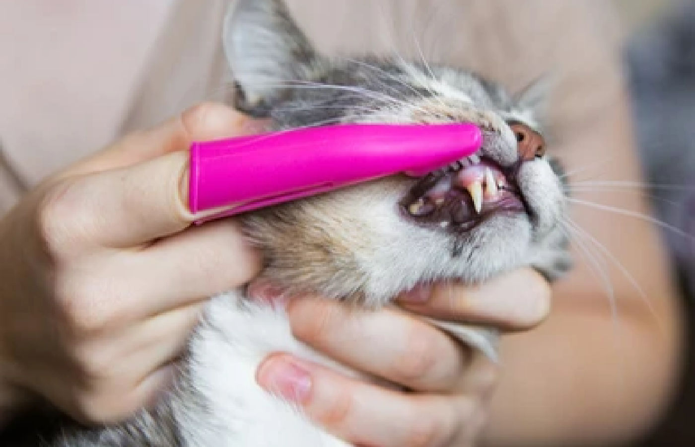 cat-brush Cat dental brush for gentle at-home feline teeth cleaning and oral hygiene