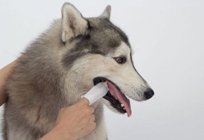 dental-wipes Pet dental wipes for at-home dog and cat oral hygiene care