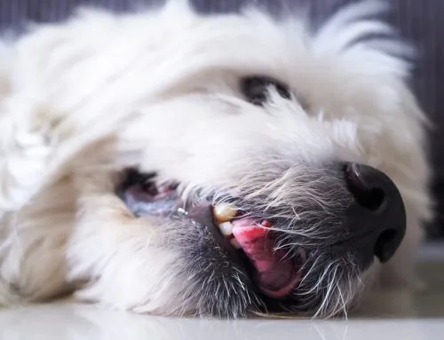 Pet Seizures: What to Do During One and What to Tell Your Vet