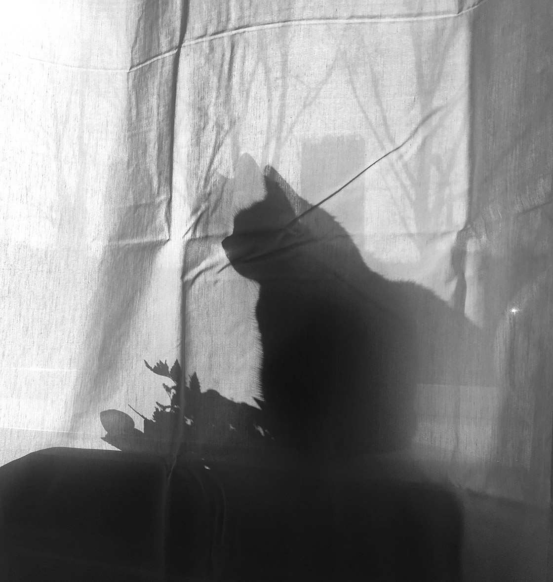 Shadow,Of,Cat,Sitting,At,The,Window,,Behind,The,Curtain. Silhouette of a cat sitting at a sunlit window behind a curtain symbolizing pet end-of-life care