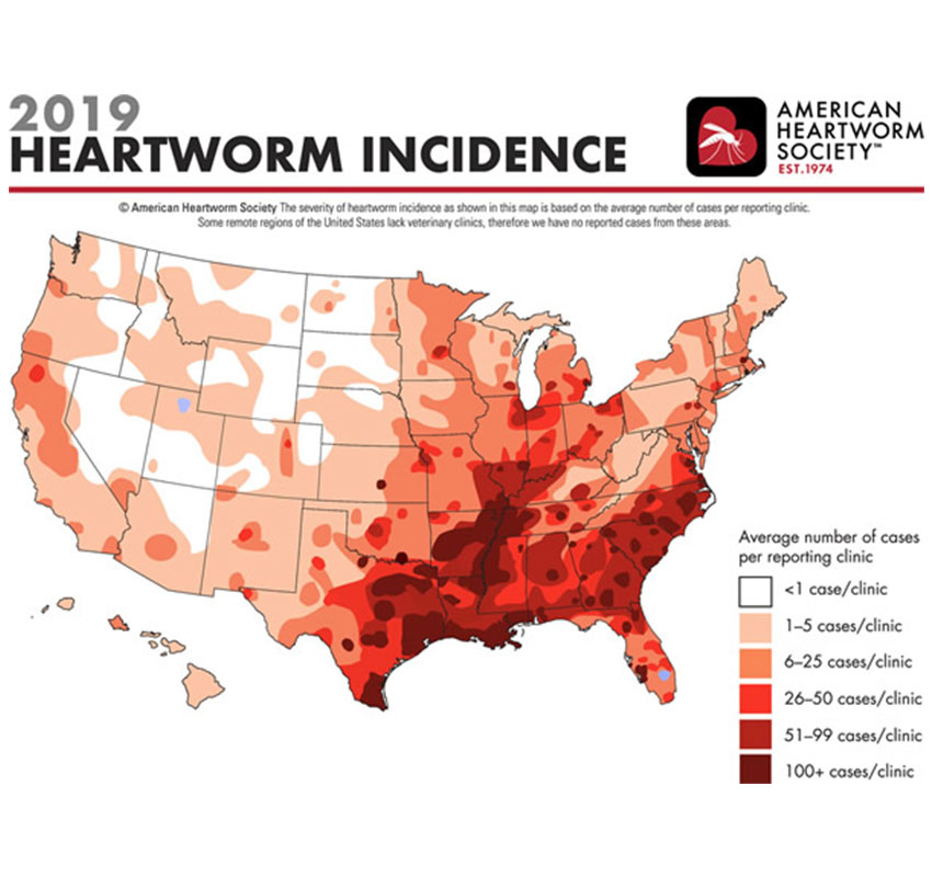 Heartworm disease illustration showing parasite lifecycle in dogs — veterinary education resource