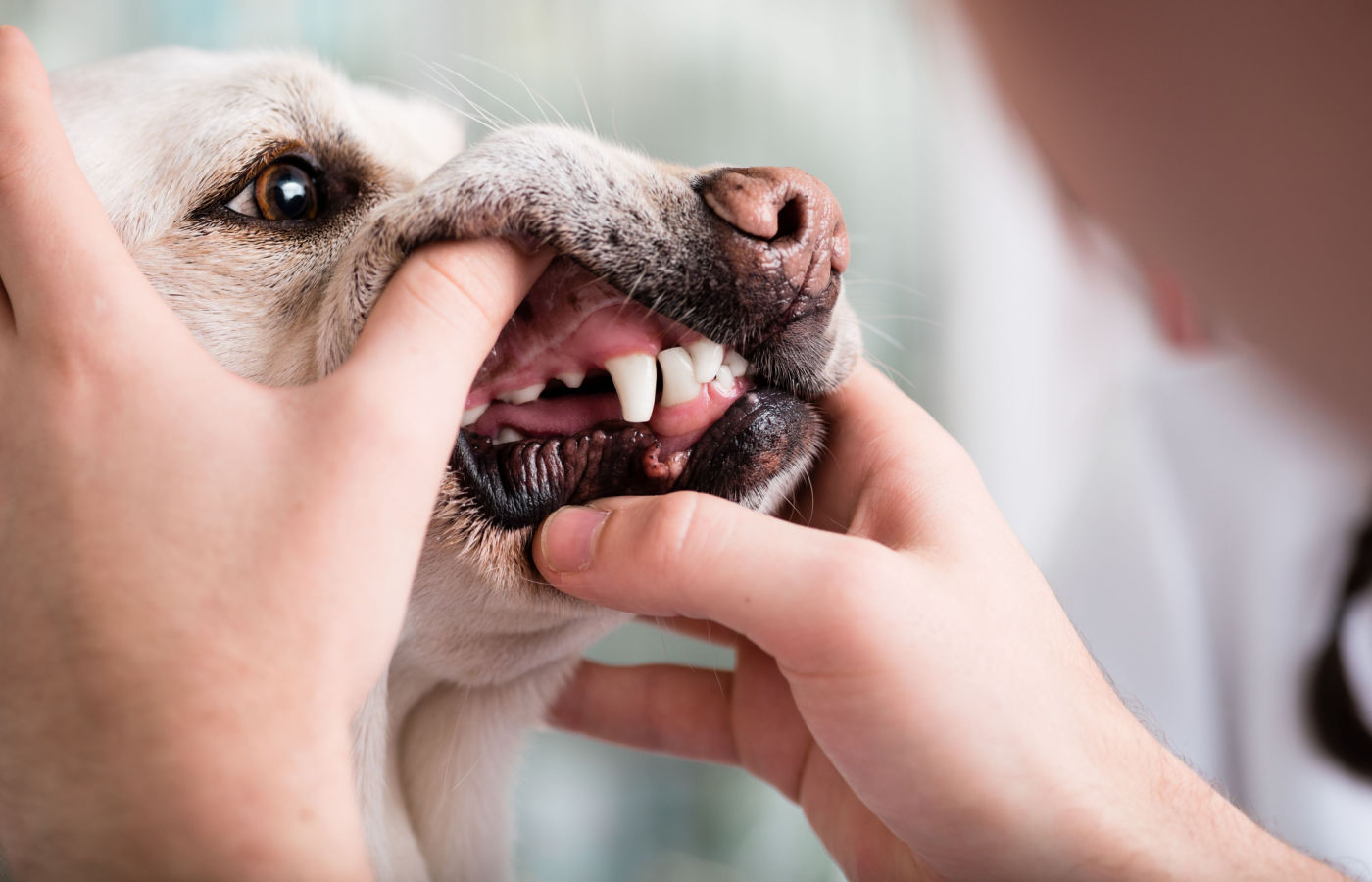 pet-rinse Veterinary pet dental rinse for dogs and cats to support gum health and fresh breath