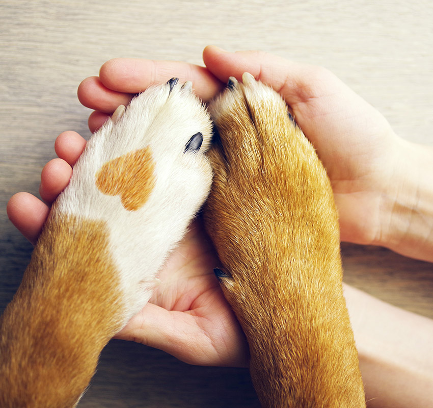 Close-up of dog paws with a heart-shaped spot, symbolizing love and pet quality of life