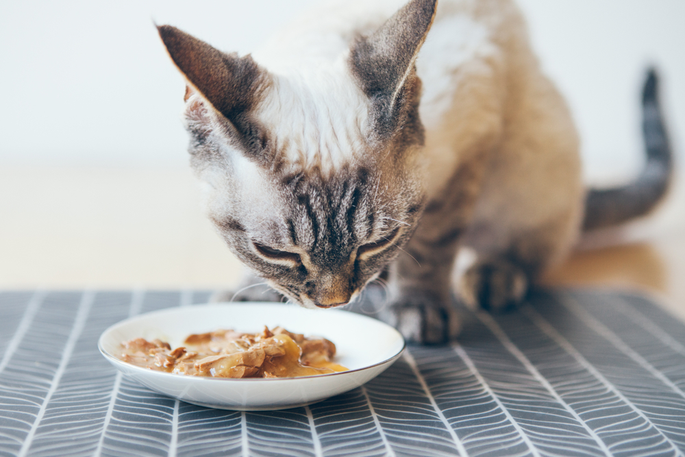 Tabby cat eating wet food as part of a balanced diet, highlighting the importance of nutrition as pets age.