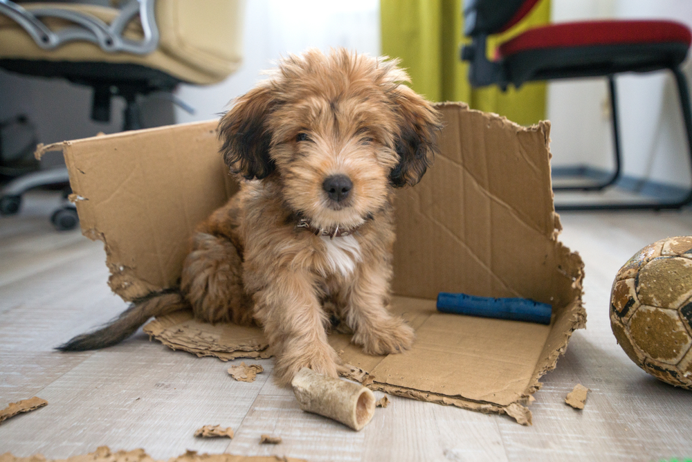 Dog left home alone sitting in middle of mess — signs of separation anxiety in pets