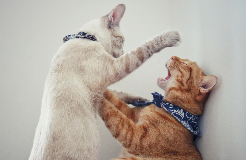 Close-up of a ginger cat wearing a fabric collar — proper cat collar fit and flea prevention tips