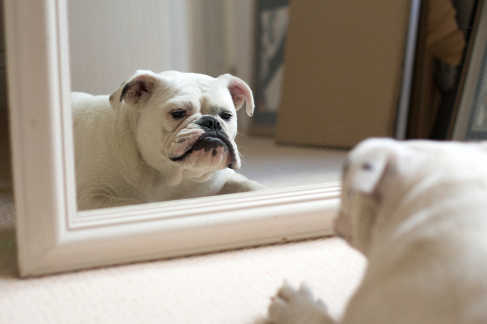 White bulldog looking at himself in a mirror, playful image representing pet health awareness
