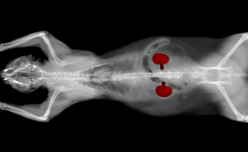 Black and white CT scan image of a cat, showing advanced veterinary diagnostic imaging