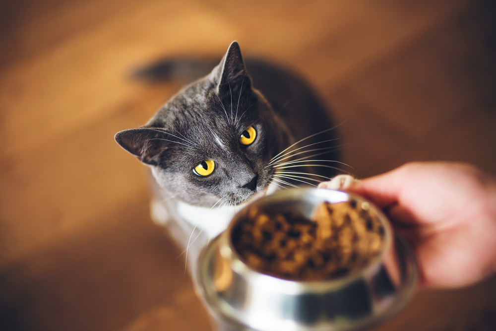 Grey domestic cat with yellow eyes looking up hungrily – feline nutrition and feeding tips
