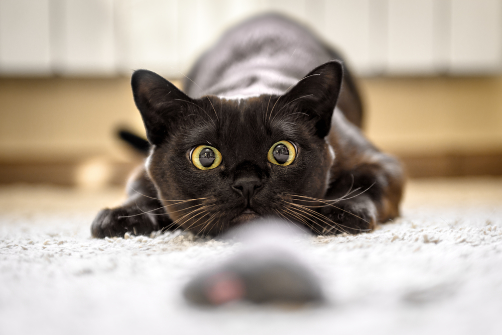Burmese cat focused and hunting a toy mouse at home, showing natural feline behavior and pet health
