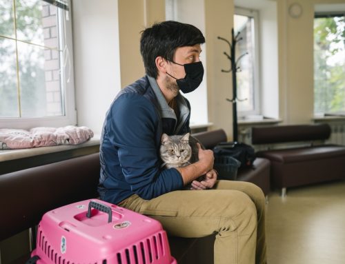 Tired of Waiting for a Veterinary Appointment? A Pandemic Perspective