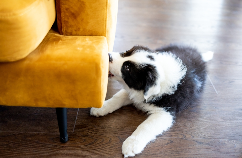 Border Collie puppy chewing on furniture at home — destructive behavior and pet training tips