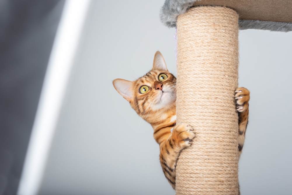 Funny domestic cat climbing up a cat pole, showcasing enrichment and active pet behavior