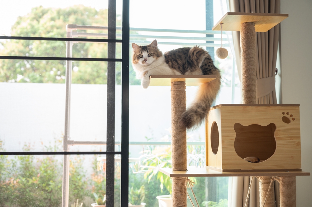 Cute Persian cat waiting for its owner on a wooden cat tree — feline veterinary care