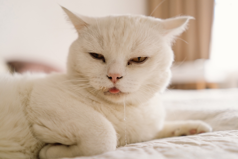 Sick Scottish Fold cat resting on a sofa, showing signs of illness requiring veterinary care