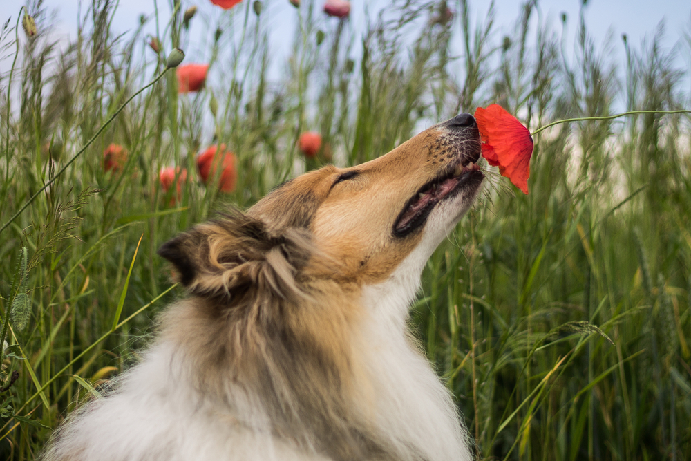 Cute golden rough collie dog sniffing a red poppy flower outdoors