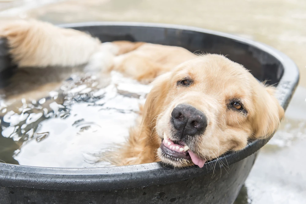 Healthy dog receiving general veterinary care at Star of Texas Veterinary Hospital