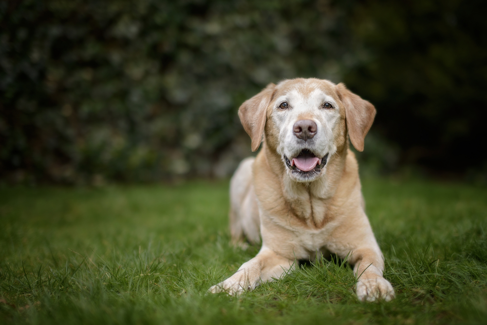 Senior golden Labrador dog resting in a green garden, older pet care in Austin TX