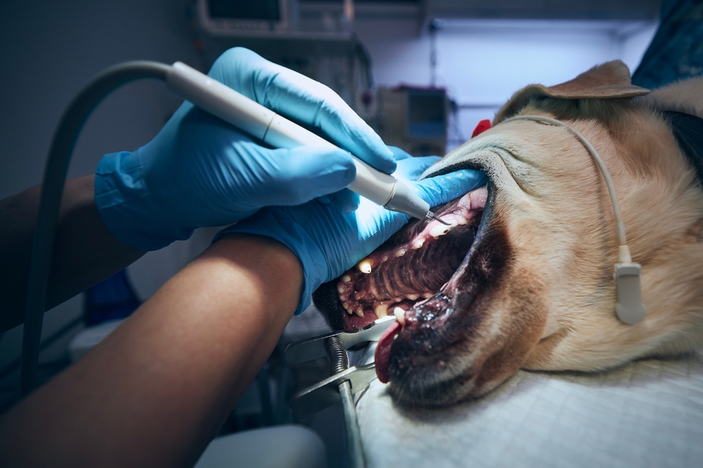 Veterinarian cleaning a dog's teeth during a professional dental procedure to remove plaque, improve oral health, and prevent dental disease.